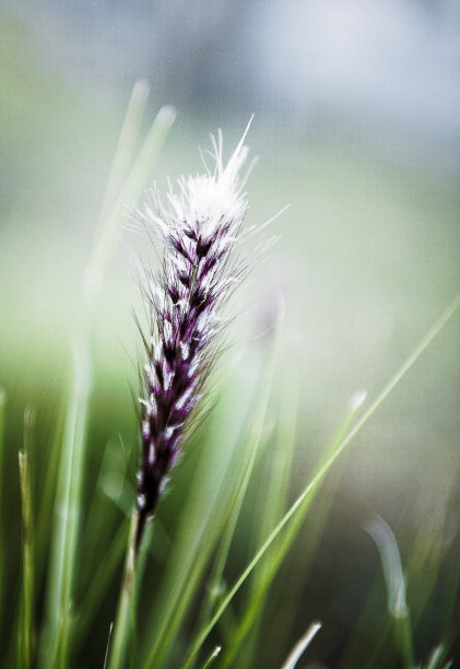 野生植物图片下载