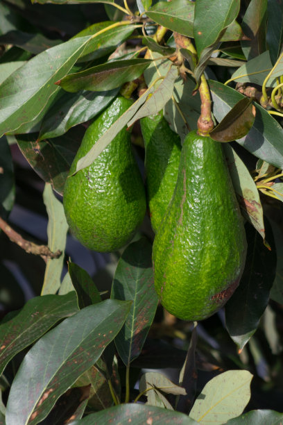 鳄梨树，鳄梨树上成熟，这种植物生长在热带图片下载