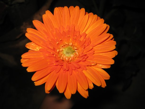 花的日落图片下载