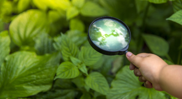 这个白人手把手的男孩正在用他的放大镜探索夏天的绿叶图片下载