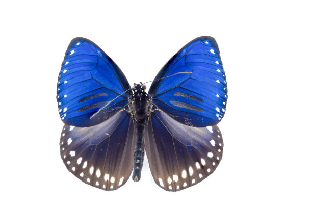 色彩斑斓的蝴蝶在孤立的背景上图片下载
