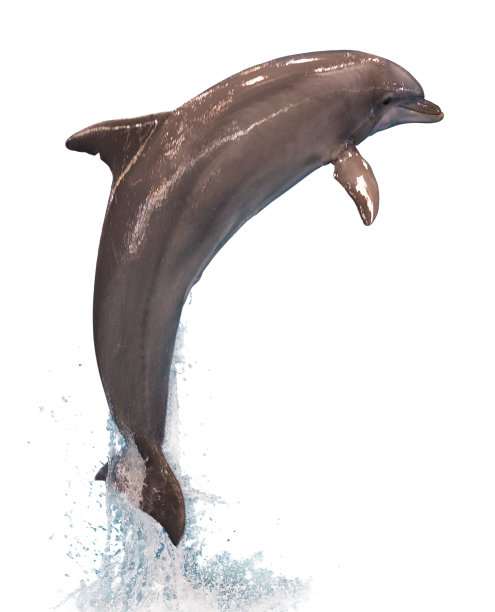 跳跃的海豚孤立图片下载