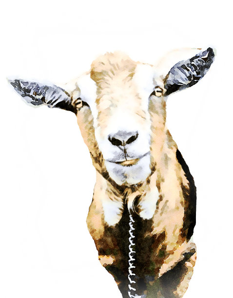 一只山羊的水彩画图片下载