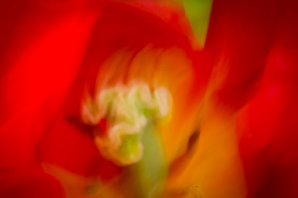 红色郁金香图片下载