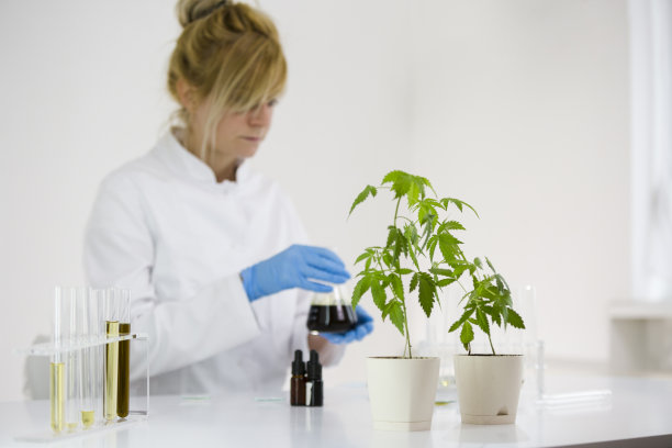 在实验室中对从大麻植物中提取的cbd油进行实验的女科学家。医疗保健药房从药用大麻。在玻璃碗中滴定CBD油。图片下载