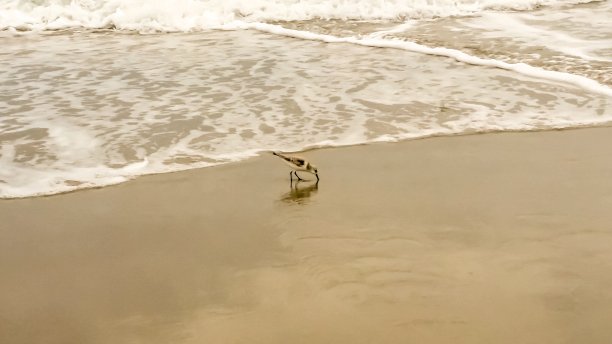 砂风笛手图片下载