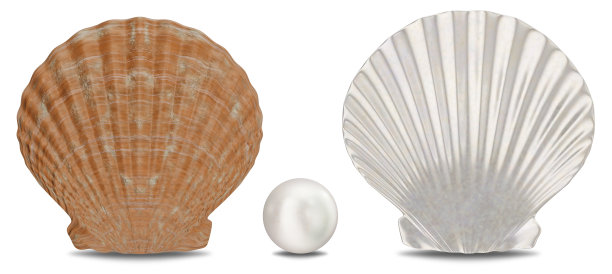一套珍珠，海贝壳，内部和外部孤立在白色背景与阴影。海贝壳正面视图。宝石，女性珠宝，珍珠珠，3D插图图片下载