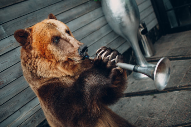 棕熊吹小号图片下载