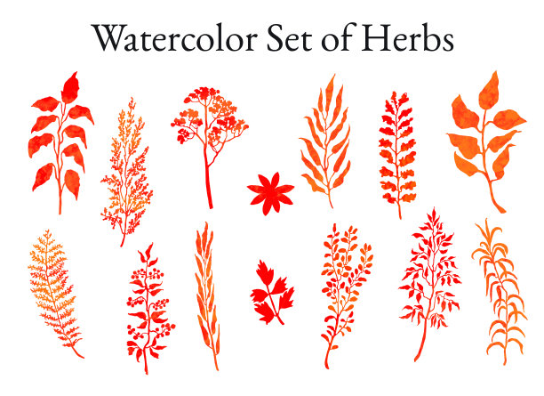 插图集草药，植物和花卉草图图片下载