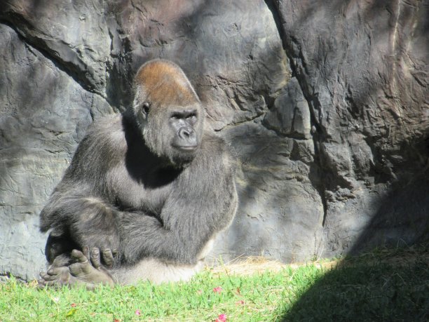 大猩猩图片下载