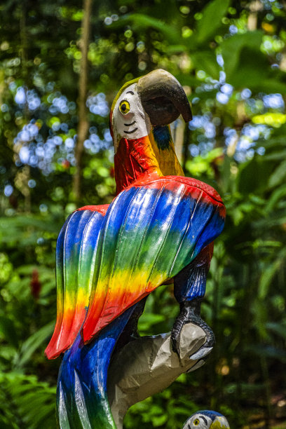 啄木鸟鹦鹉，-鹦鹉，懒猴，凤头鹦鹉和长尾小鹦鹉图片下载