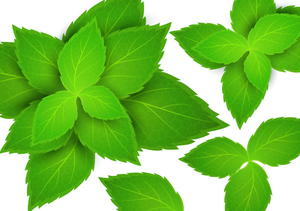 白色背景上的新鲜薄荷。薄荷醇是一种健康的香味。草本天然植物。薄荷绿的叶子。矢量插图为您的设计。图片下载