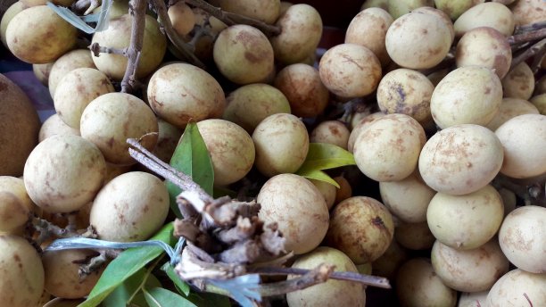 将热带水果图片下载