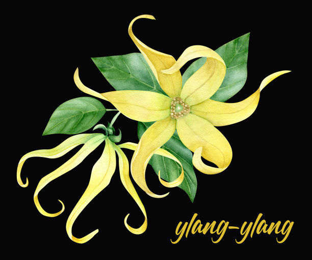 水彩依兰依兰收藏图片下载