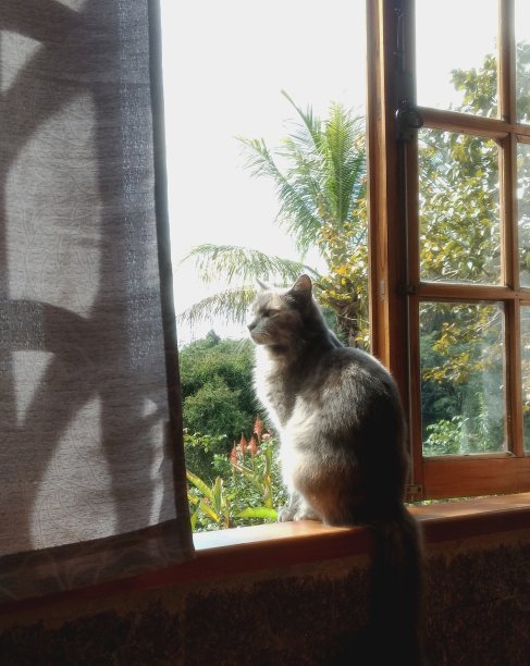 猫在窗户上图片下载