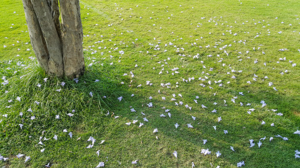 白色的花落在绿色的草地上图片下载