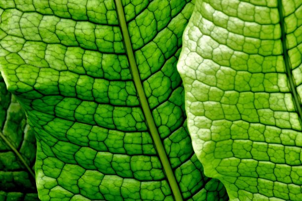 华丽的绿色鳄鱼蕨图片下载