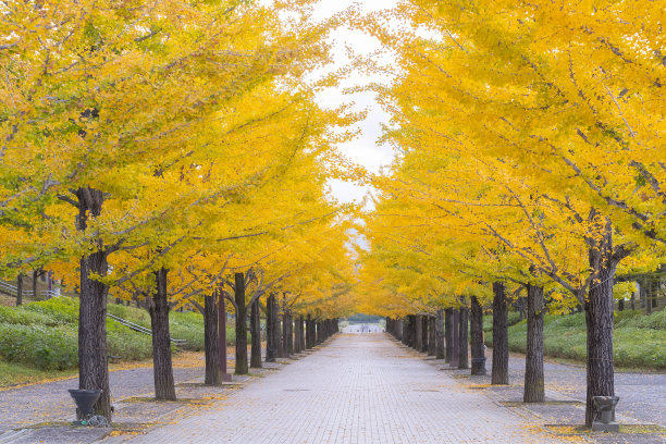 福岛县东间公园的秋叶图片下载