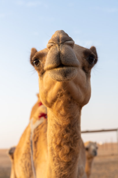 骆驼特写图片下载