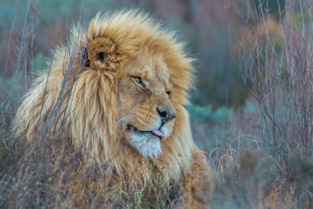 雄性非洲狮子图片下载