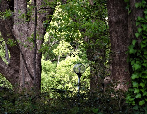 新鲜的绿色世界之间的老树干图片下载