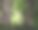 新鲜的绿色世界之间的老树干图片下载