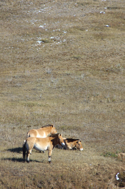 蒙古马图片下载