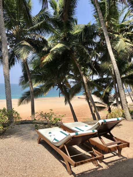 有两个木制太阳躺椅的海滩度假户外床/太阳床，太阳躺椅垫沙滩毛巾日光浴睡在椰树树荫下，木制太阳躺椅热带海滩度假海滨度假印度果阿/喀拉拉邦图片下载