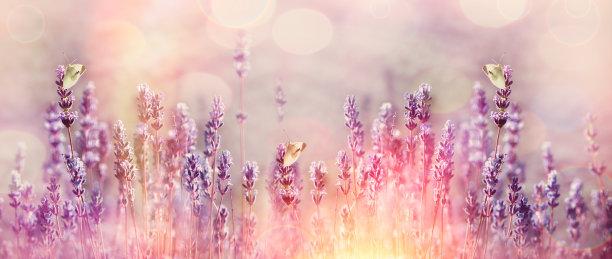 白色的蝴蝶在美丽的薰衣草花上图片下载