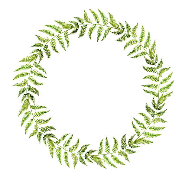 蕨类植物花环。用水彩画在白色背景上的蕨类叶子。森林的草本植物。绿色森林分支。图片下载