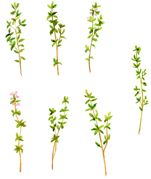 在白色背景上用水彩画的百里香树枝。森林的草本植物。绿色森林分支。图片下载