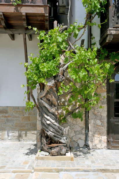 保加利亚Veliko Tarnovo市的General Gurko街的传统保加利亚房屋图片下载