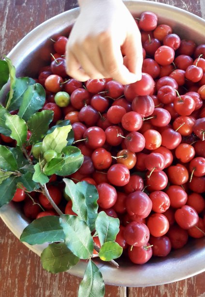 拿起针叶图片下载