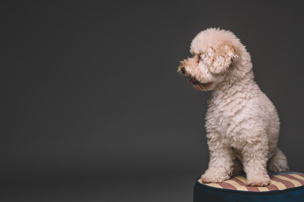 一个玩具狮子狗在工作室肖像会议图片下载