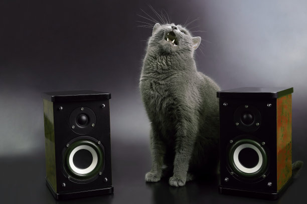 灰猫张着嘴，用两个立体声扬声器唱歌图片下载