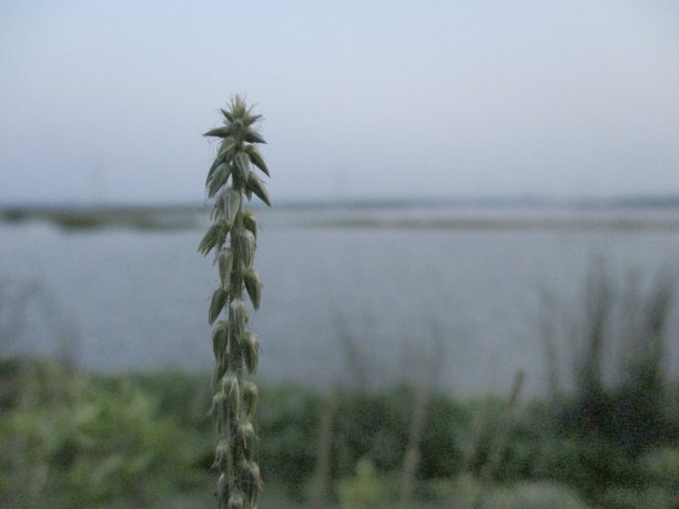 一株小小的植物生长在大自然的海洋里图片下载