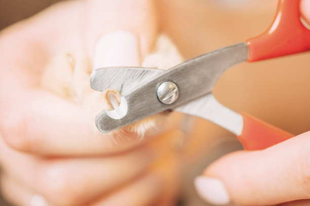 兽医修剪猫爪。图片下载