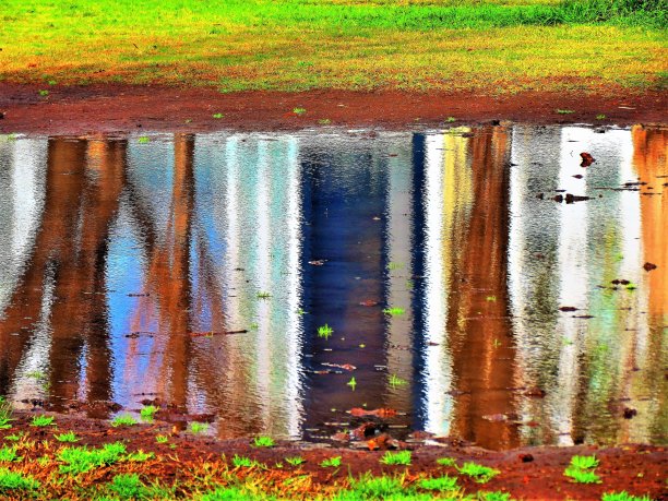 树木和建筑物倒映在水中。图片下载