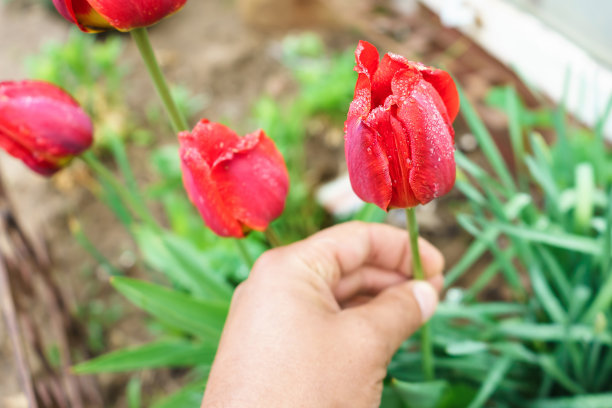 红郁金香上滴着春雨。园丁在春天的花园与郁金香。雨滴穿过郁金香叶子的图片，因为下雨。图片下载
