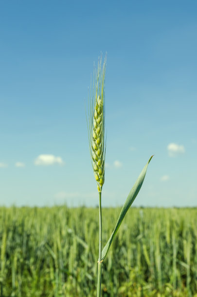 麦田里有穗的绿小麦。农业绿地。图片下载