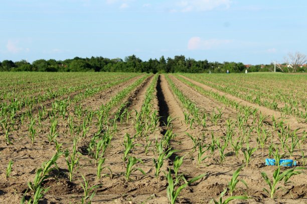 农田和塑料垃圾。图片下载