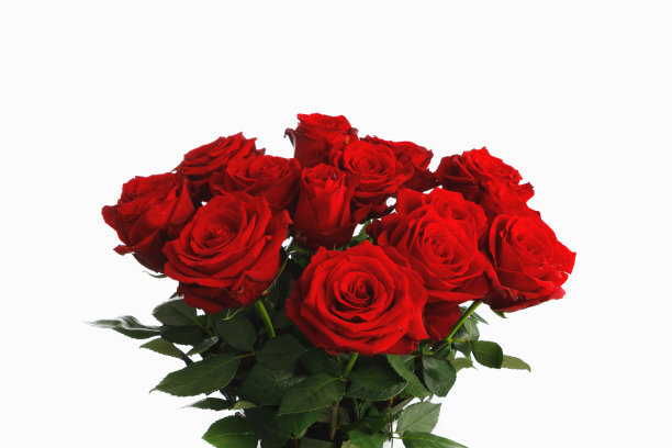白色背景上的红玫瑰花束图片下载