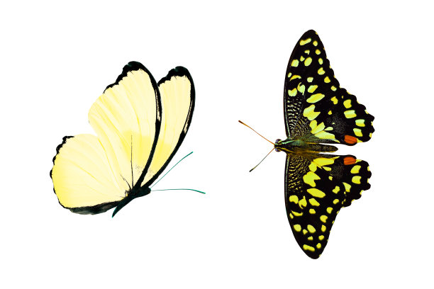 黄色蝴蝶孤立在白色背景上。热带昆虫。图片下载