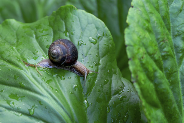蜗牛在叶图片下载