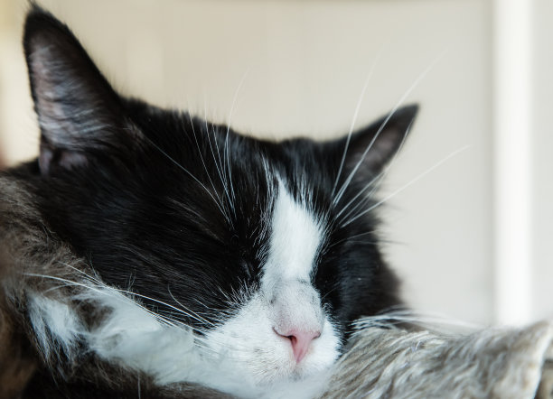 可爱的黑猫睡觉特写镜头图片下载