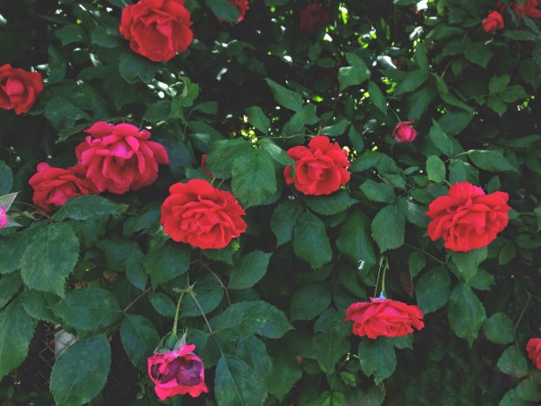 红色的玫瑰，城市的花朵，在夏天所有的花开花落图片下载