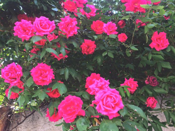 红色的玫瑰，城市的花朵，在夏天所有的花开花落图片下载