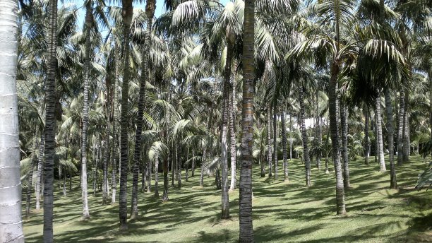 棕榈树图片下载