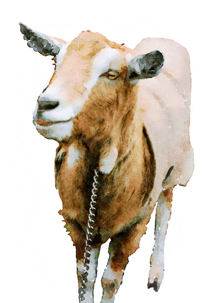 一只山羊的水彩画图片下载