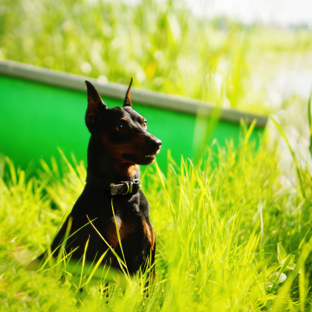 专注的黑狗坐在夏天的草地附近的船在湖。年轻的黑色和棕褐色的迷你羚羊。广场的照片图片下载